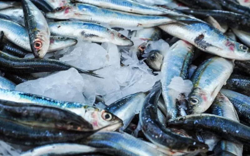 Du poisson marocain interdit d'entrée en Russie