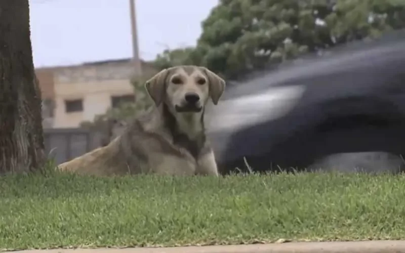 Les chiens errants continuent de semer la terreur à Salé