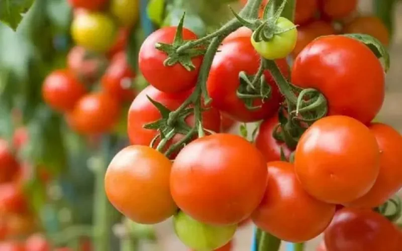 Tomate : le Maroc, 2ᵉ fournisseur de l'UE devant l'Espagne 