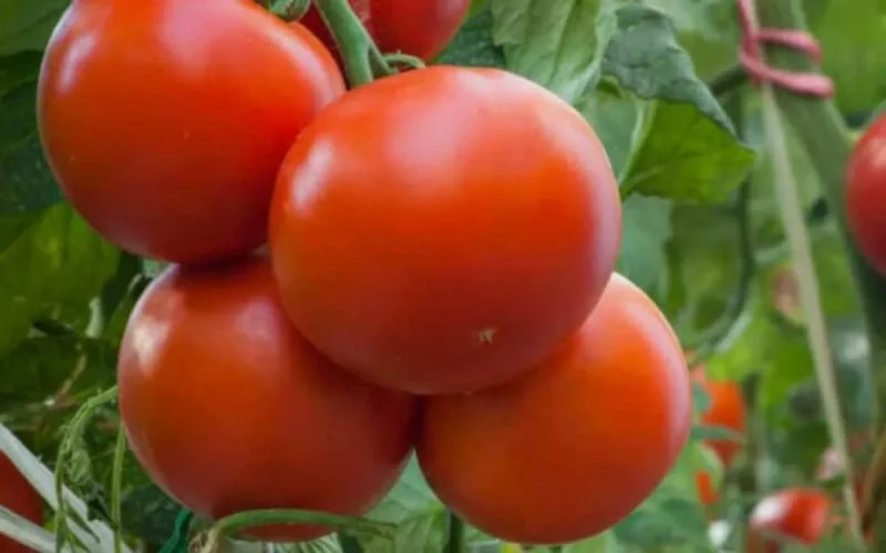 En Europe, la tomate marocaine bouscule l'Espagne et les Pays-Bas