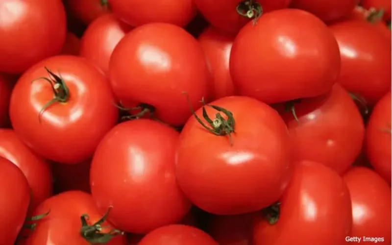 Les Russes boudent la tomate marocaine