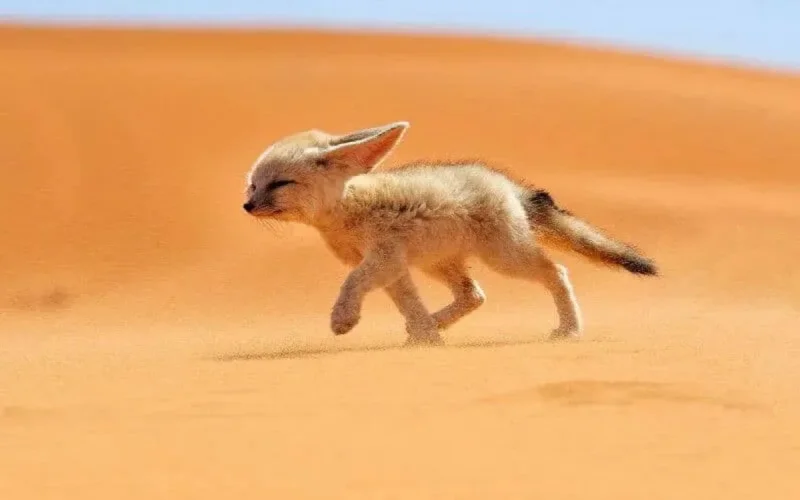 Vague de chaleur dans plusieurs provinces marocaines (+48 degrés) 