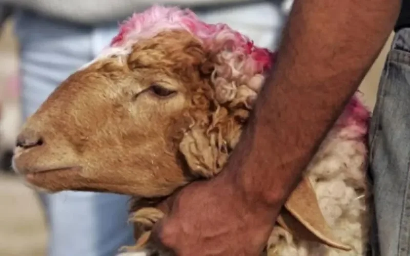 Aïd Al Adha : Comment conserver et stocker la viande ?